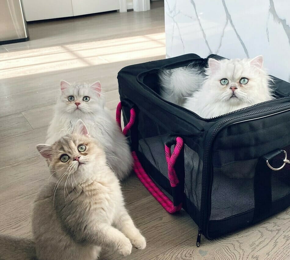 best cat carriers 2019