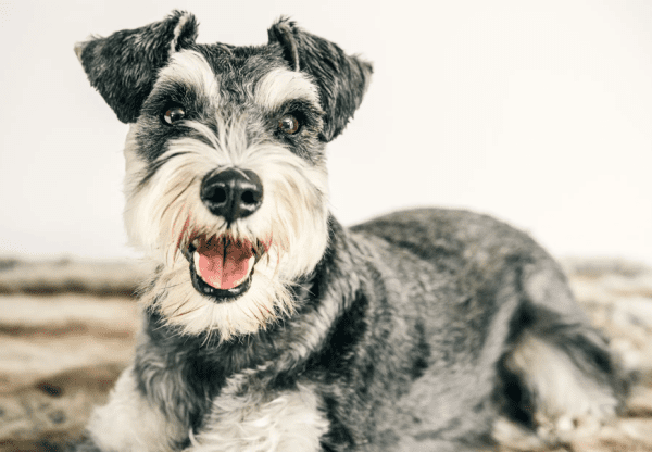 Hypoallergenic Dog Small Therapy Dog Breeds The Best Dogs For