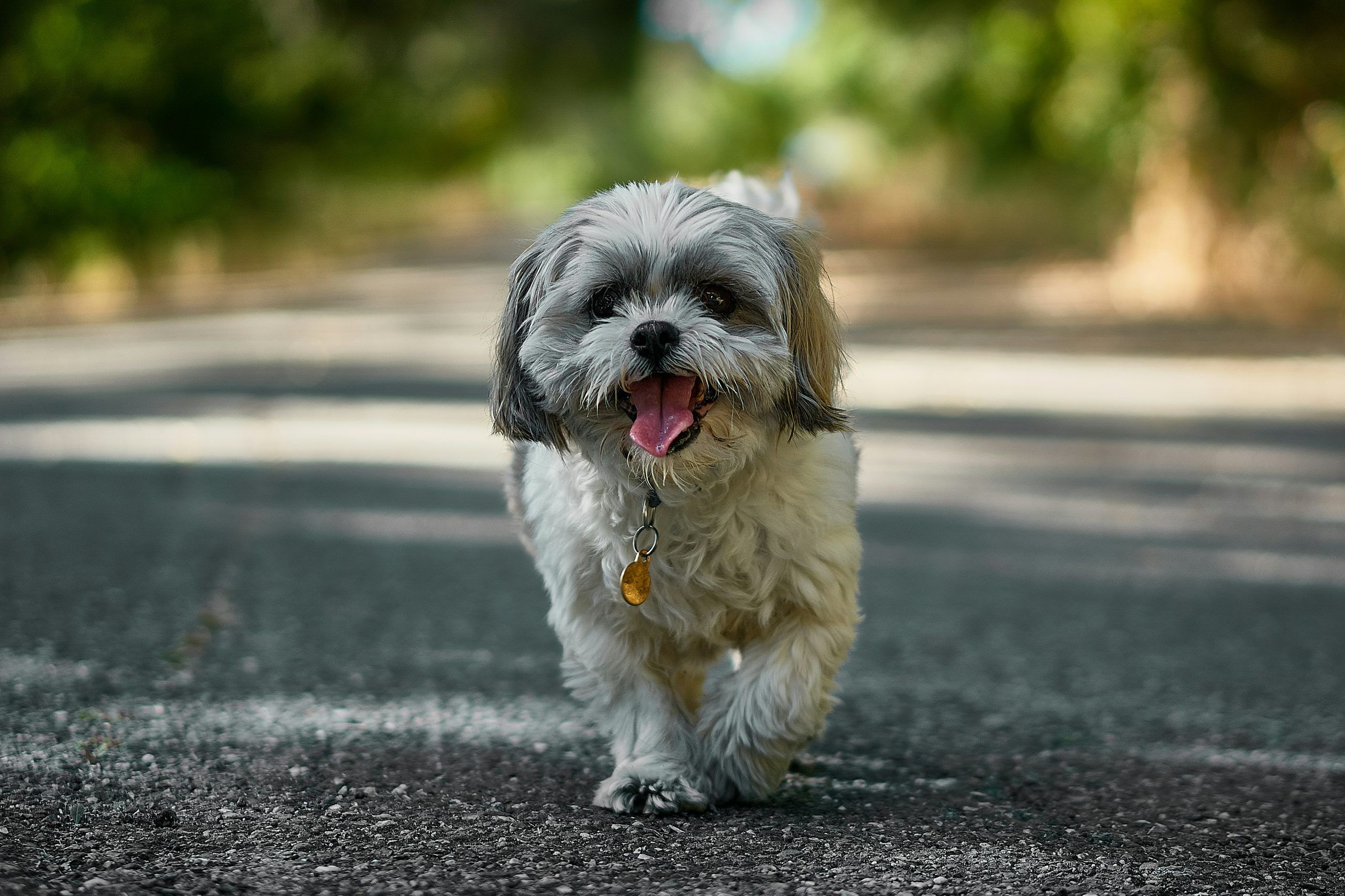 A small, fluffy shih tzu with a collar walks on a paved path outdoors, facing the camera with its tongue out. Trees and greenery are blurred in the background.