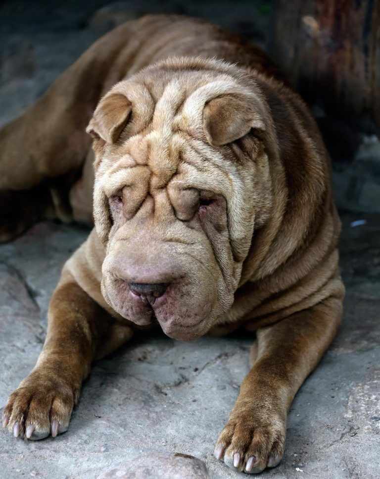 best brush for shar pei