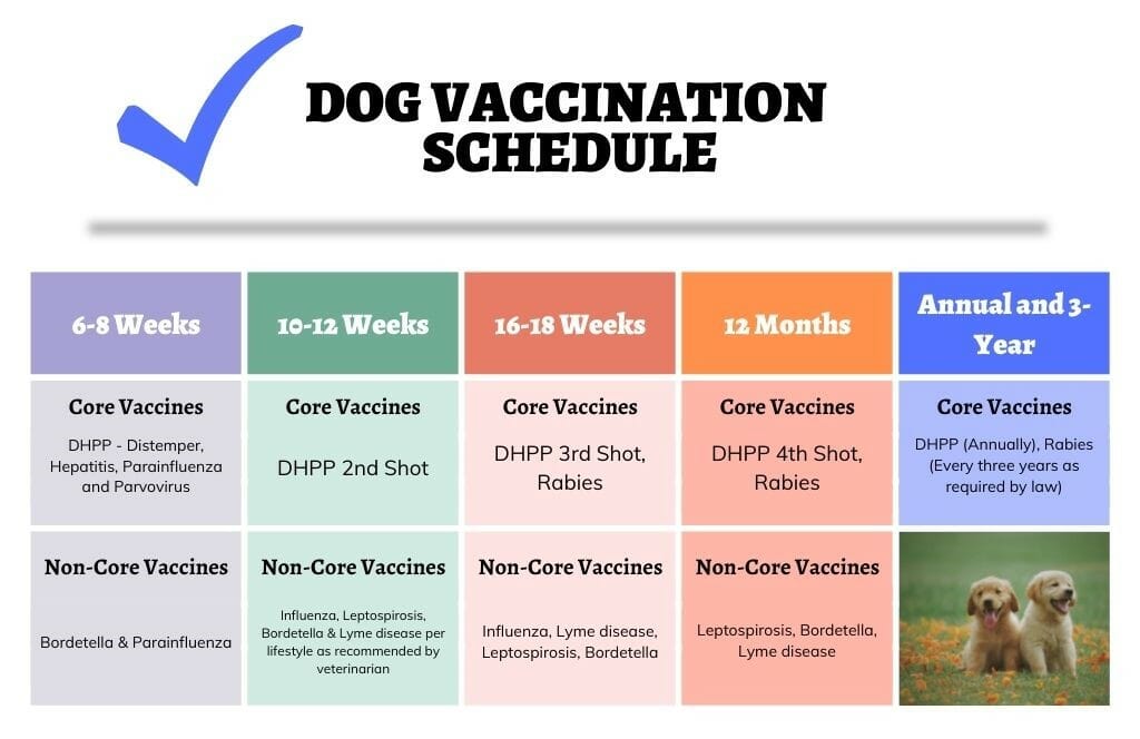 how long after puppy vaccination is immunization achieved