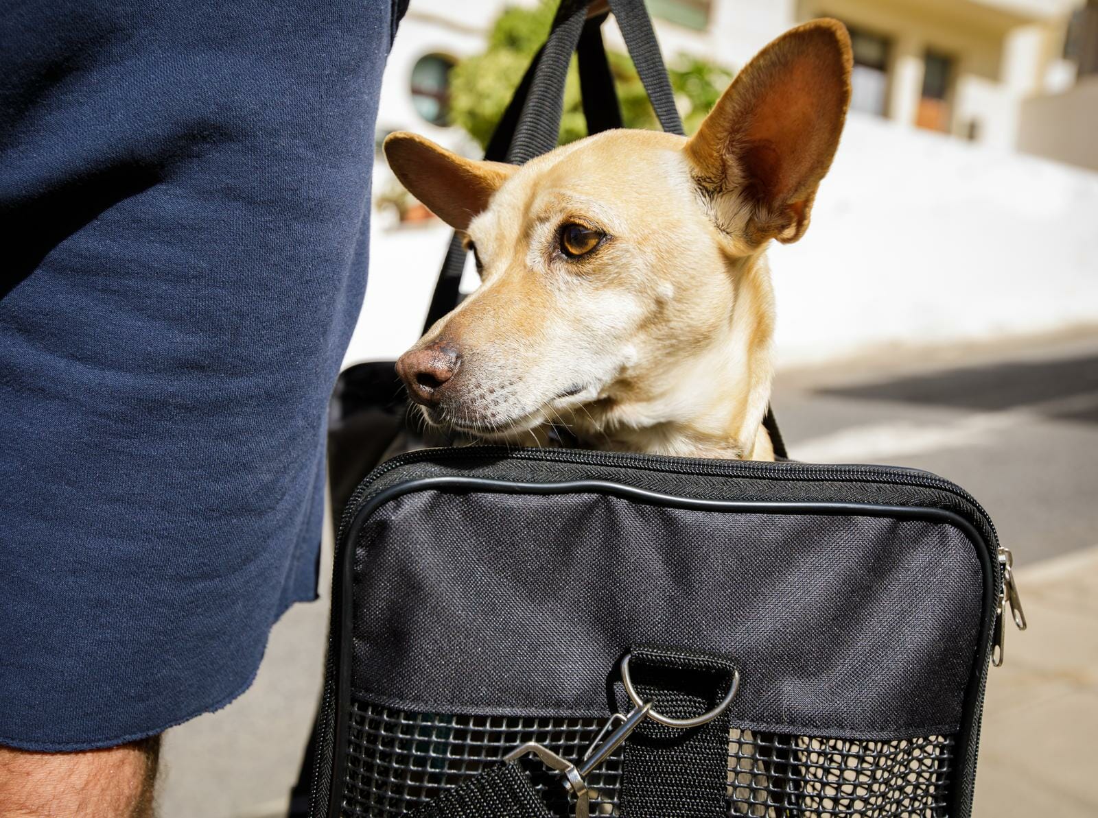 United airlines pet fashion transport